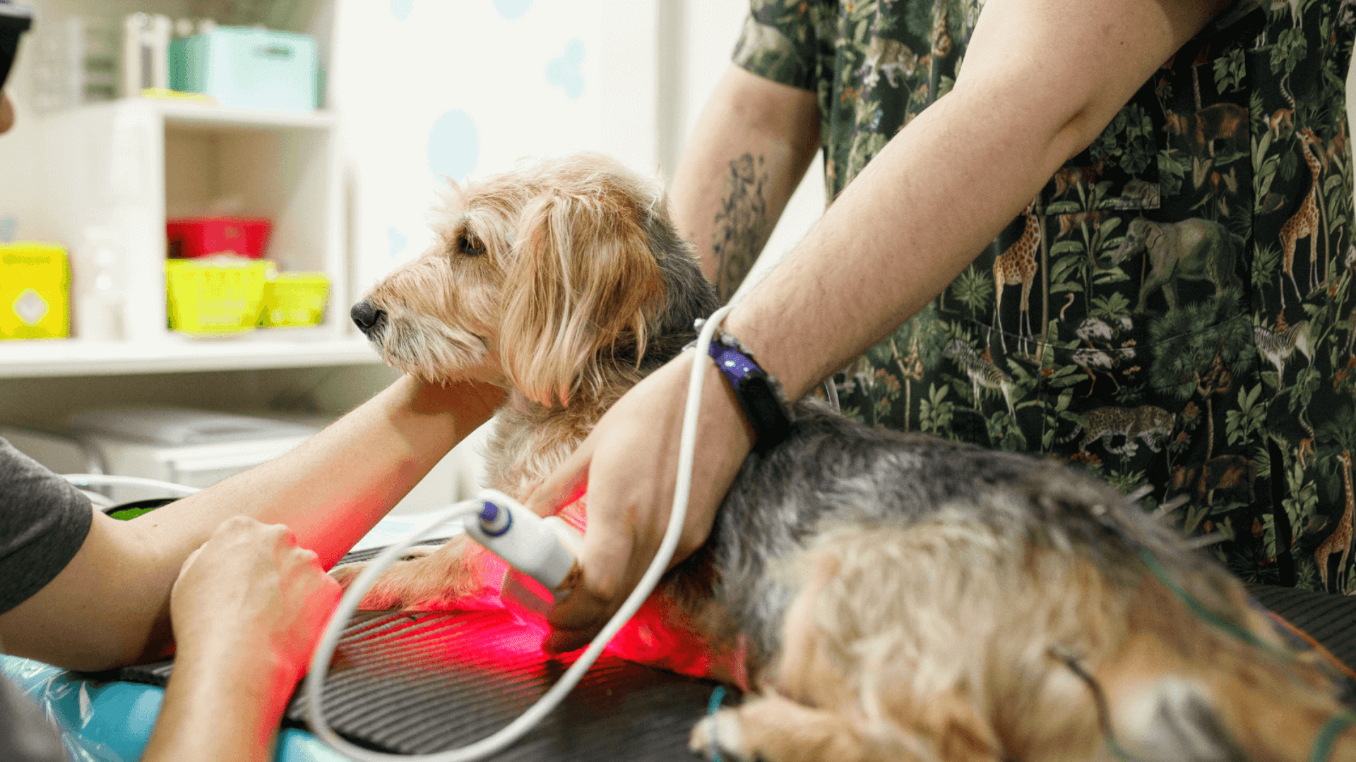 dog laser therapy<br />
