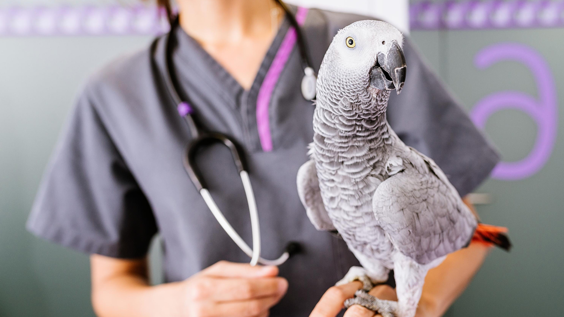 Avian Veterinary Care