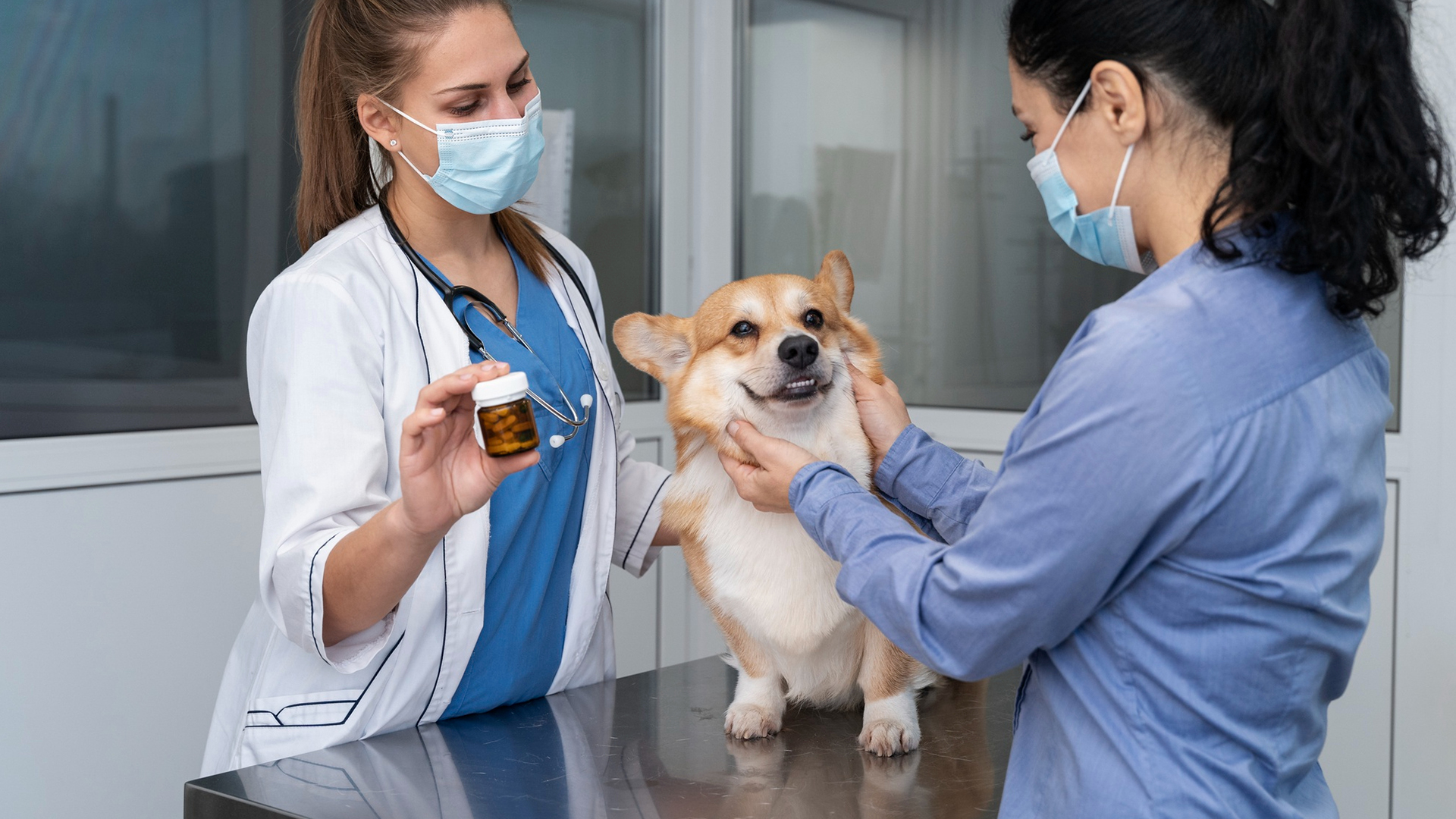 Pet Wellness & Preventive Care