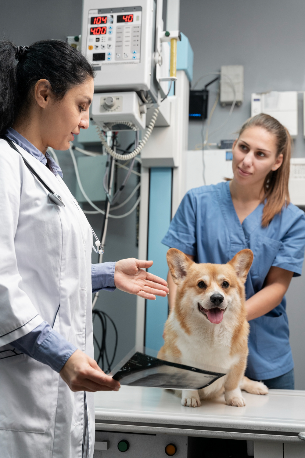 a vet hold x-ray