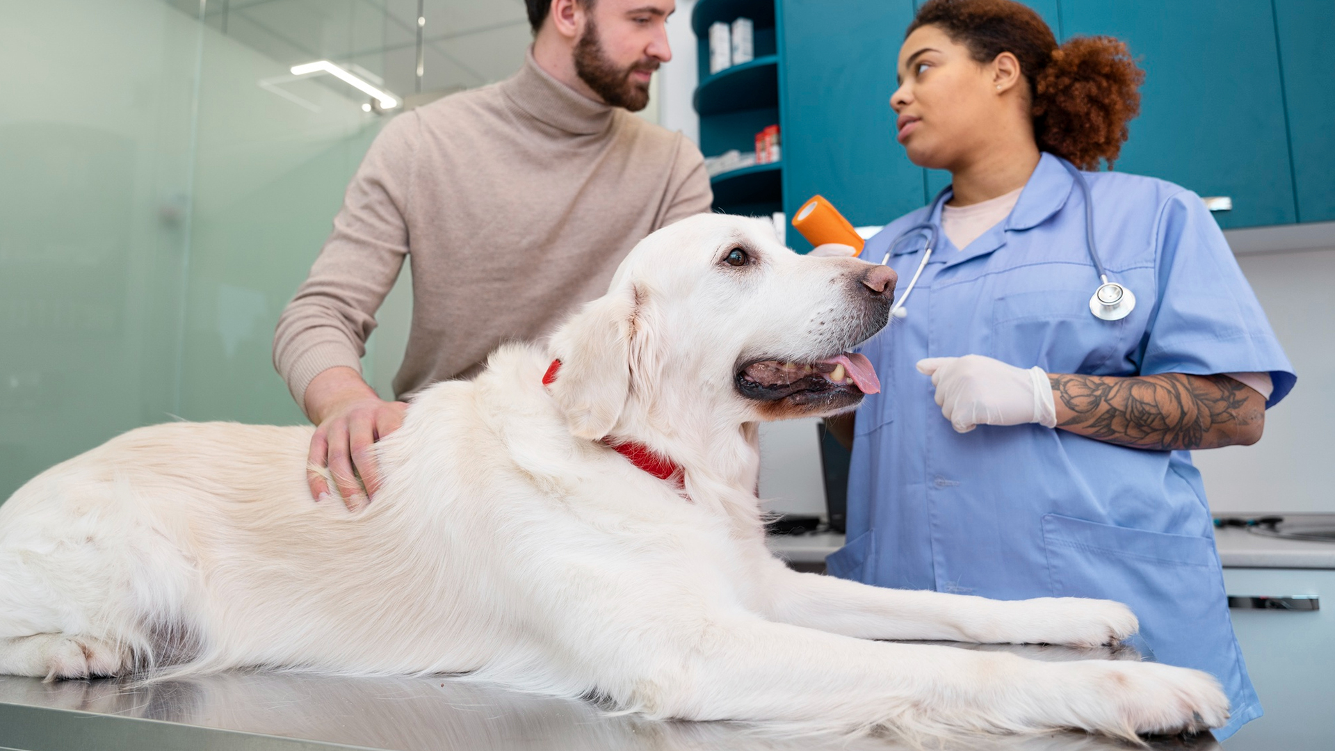 pet general medical care