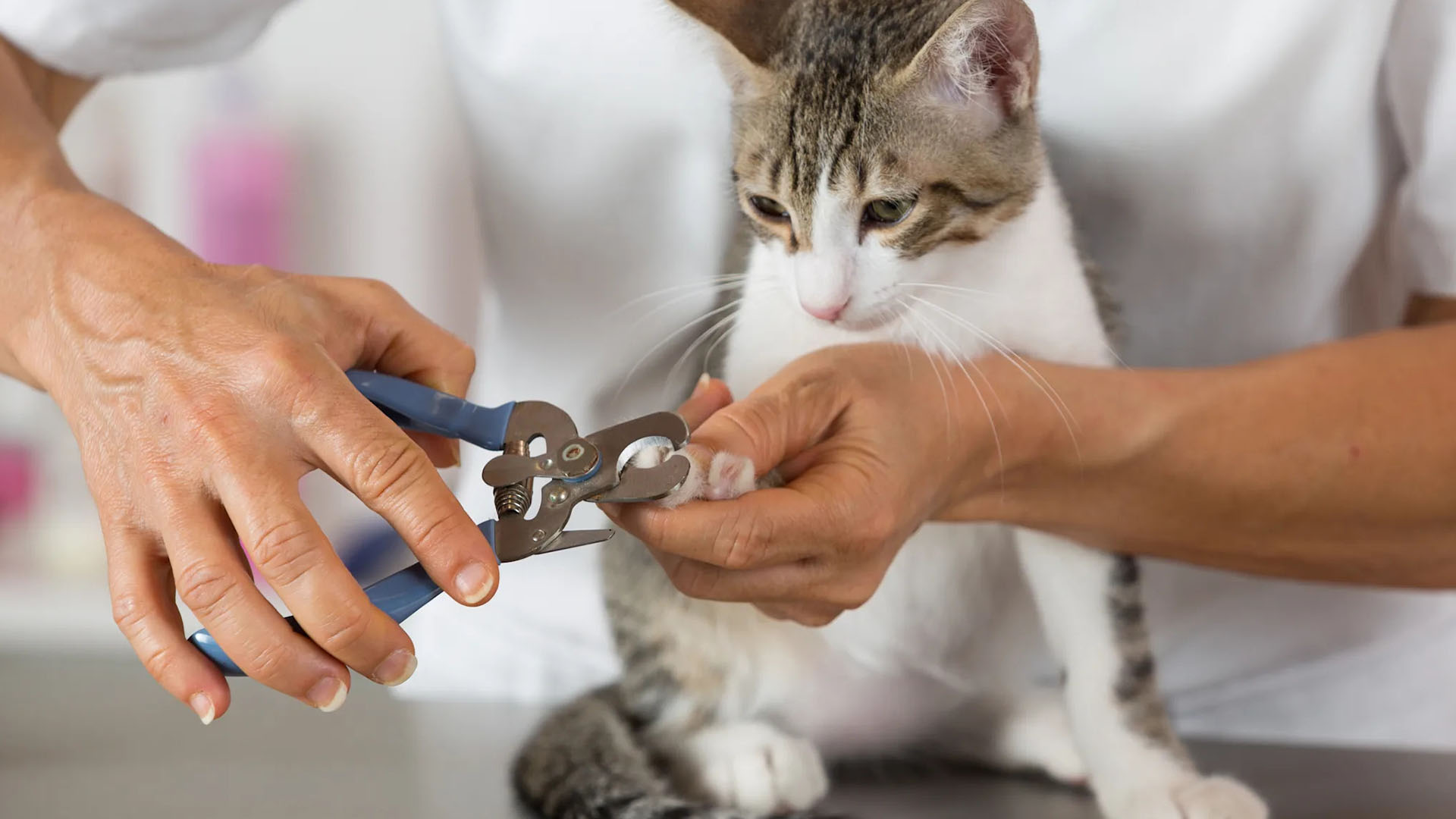 pet nail trim