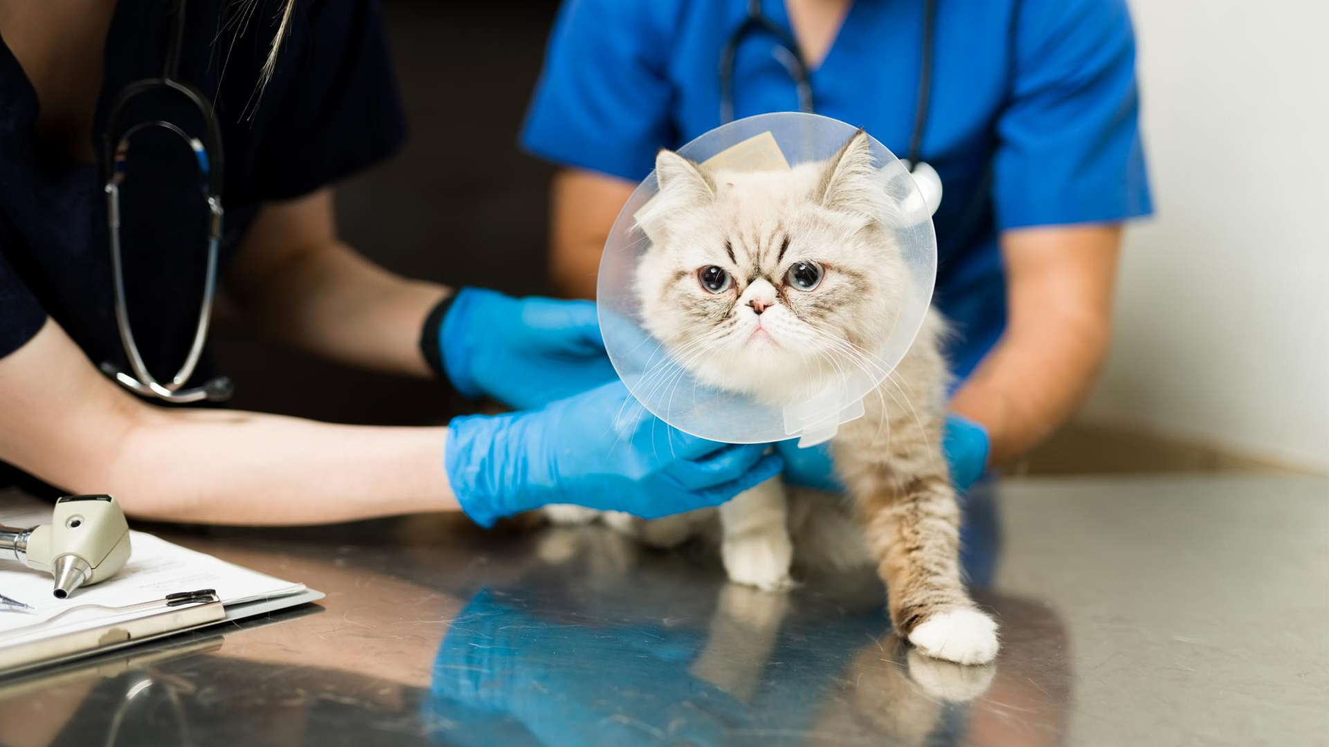 pet surgery