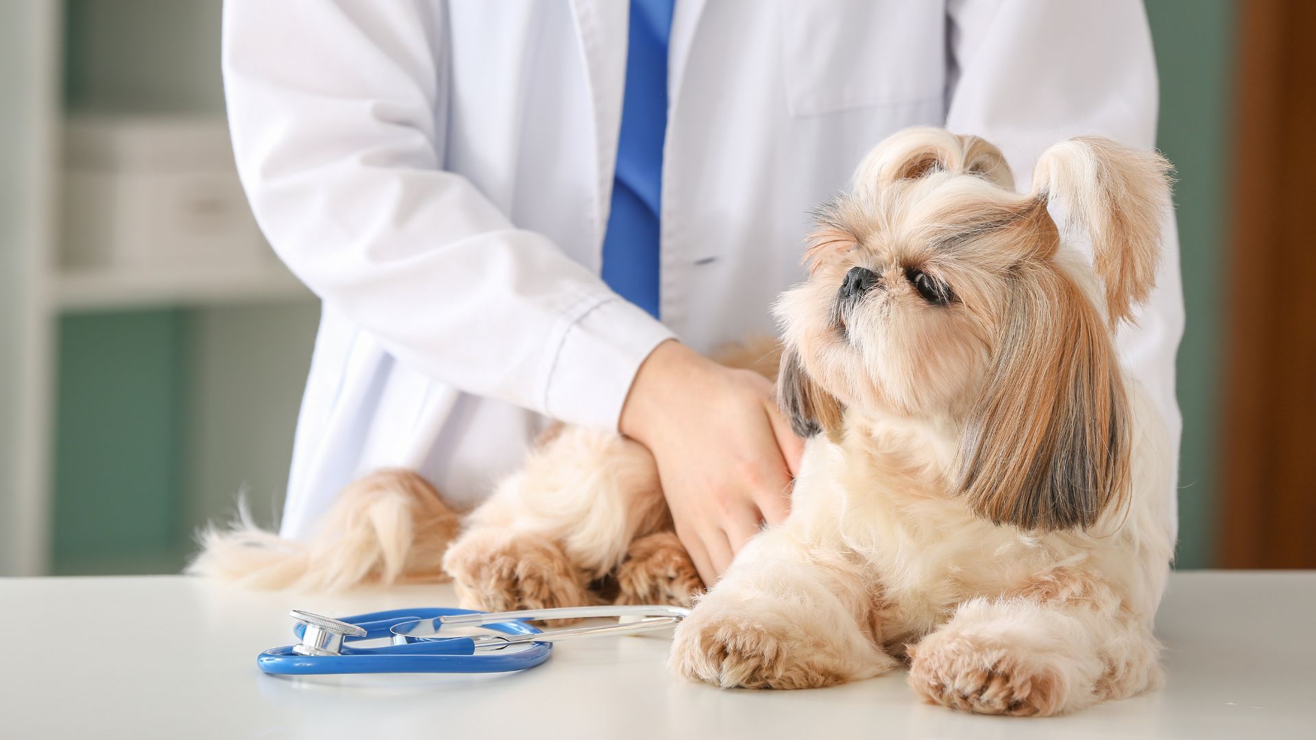 vet examining a dog